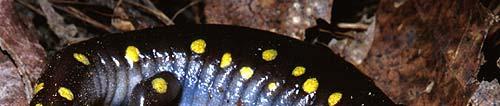 Spotted Salamander Ambystoma maculatum Bi-phasic