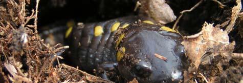 spotted salamanders, 79% were in small mammal burrow systems Number 2 1.