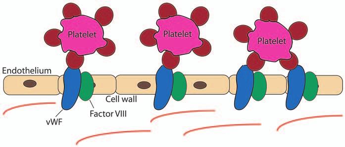 Figure 1_Platelet adhesion and the role of von Willebrand factor. Platelets interact with von Willebrand factor in the subendothelium leading to eventual clot formation.