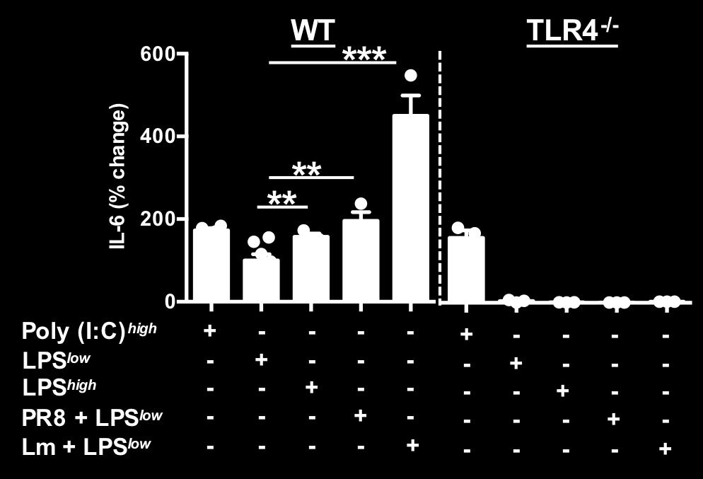 Supplementary Figure 6. Subclinical pathogen infection does not prime TLR4-deficient mice for secondary bacterial challenge proinflammatory cytokine production.