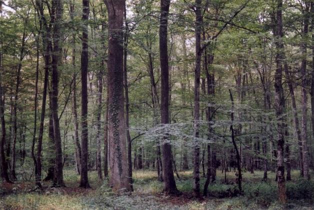 Conversion of degraded forest stands (coppice forests, shrubs, shrubbery) and forest cultures into high forest