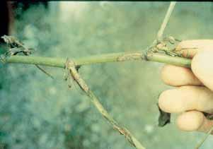 Knowing Your Field Figure 13. Southern stem rot-infected limbs. Figure 16. Reduced tillage in cotton stubble on left, and conventional tillage on right.