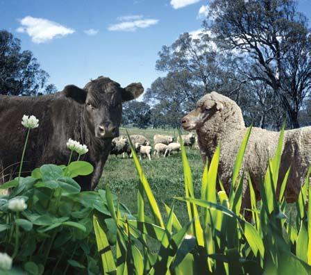 GrassGro is a decision support tool developed by CSIRO to assist decisionmaking by farmers and managers of grassland resources.
