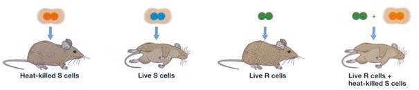 When Frederick Griffith injected S strain bacteria into mice, the mice.