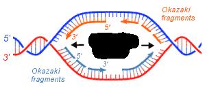 How many base pairs in bacterial DNA? About! A diploid human cell (somite) has how many strands of DNA in its nucleus?