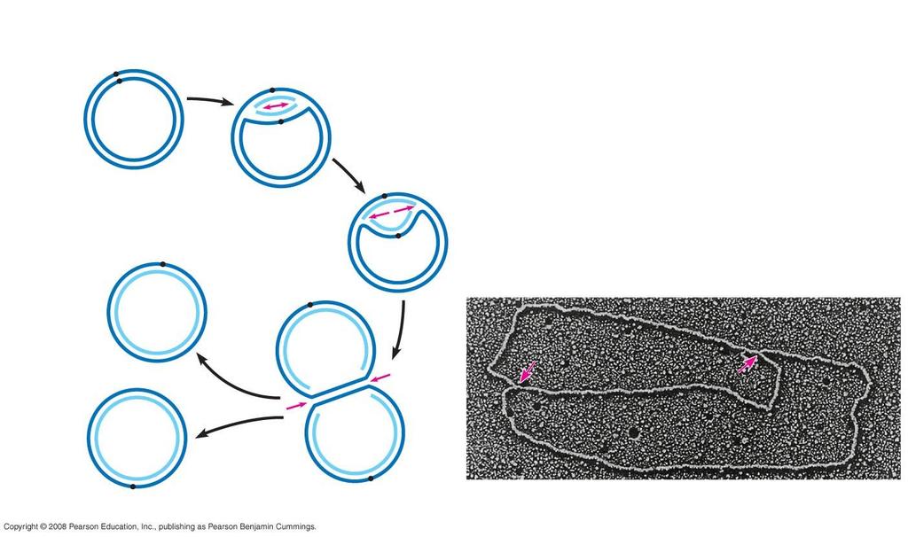 Fig. 16-12a Origin of replication Parental (template) strand Daughter (new) strand Doublestranded DNA
