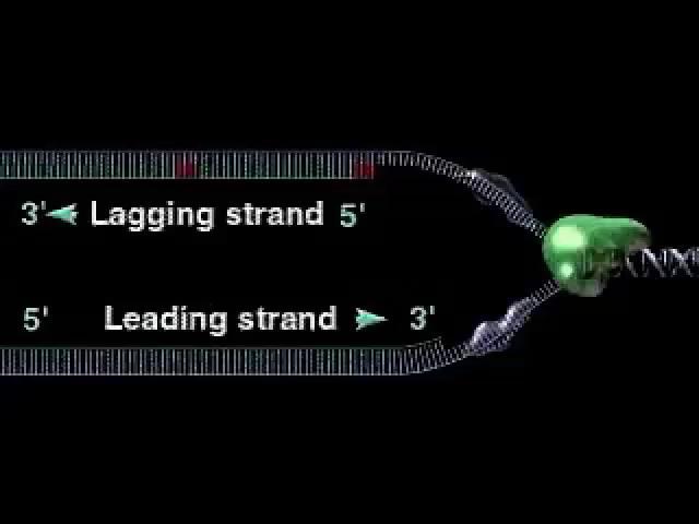 o elongate the other new strand, the lagging strand, DN polymerase must work in the direction away from the replication fork he lagging strand is synthesized as a series of segments called Okazaki