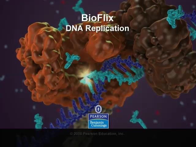 he DN Replication omplex he proteins that participate in DN replication form a large complex, a DN replication machine he DN