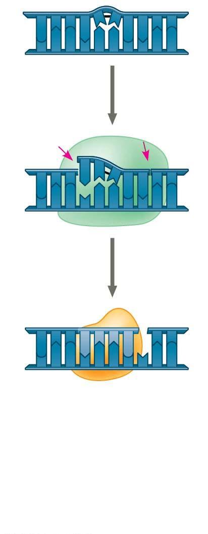 Figure 13.21-s2 Nuclease DN polymerase Figure 13.
