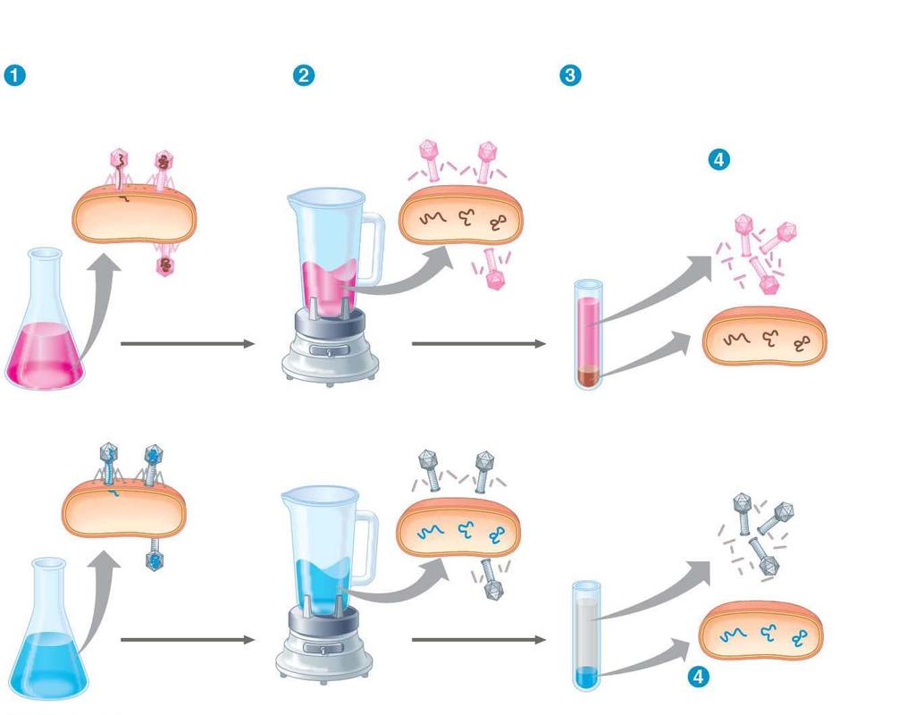 Figure 13.5 Experiment Batch 1: Radioactive sulfur (35S) in phage protein Labeled phages infect cells. Agitation frees outside phage parts from cells.