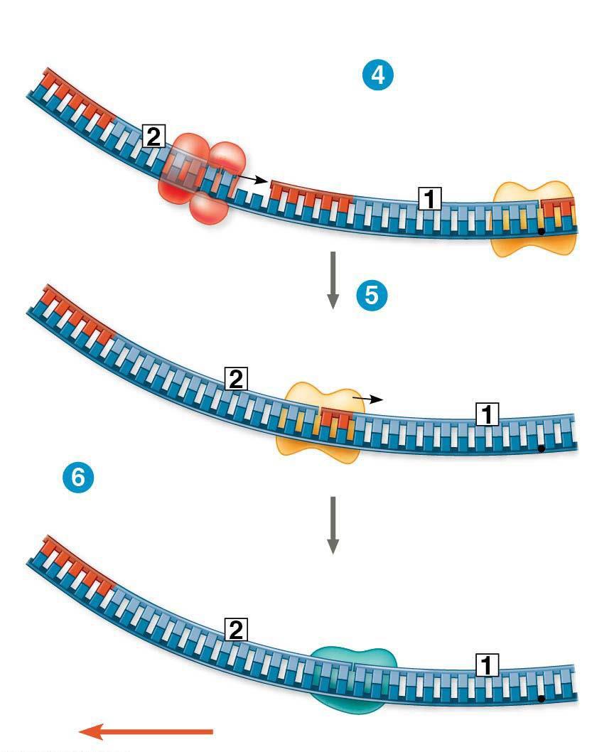 Figure 13.18-3-s3 RNA primer for fragment 2 Okazaki fragment 2 DNA pol III makes Okazaki fragment 2.