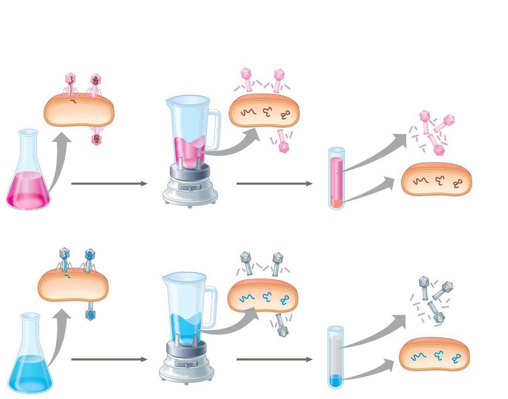 Figure 16.4 Experiment Batch 1: Radioactive sulfur ( 35 S) in phage protein 1 Labeled phages 2 infect cells. Agitation frees outside phage parts from cells. 3 Centrifuged cells form a pellet.