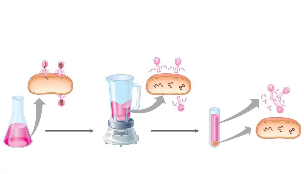 Figure 16.4a Experiment Batch 1: Radioactive sulfur ( 35 S) in phage protein 1 Labeled phages 2 Agitation frees 3 infect cells.