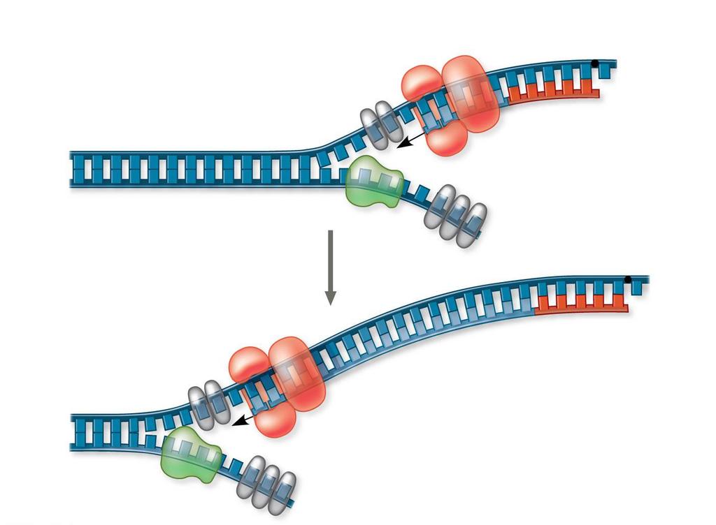 Figure 16.15b 1 DNA pol III starts to synthesize leading strand.