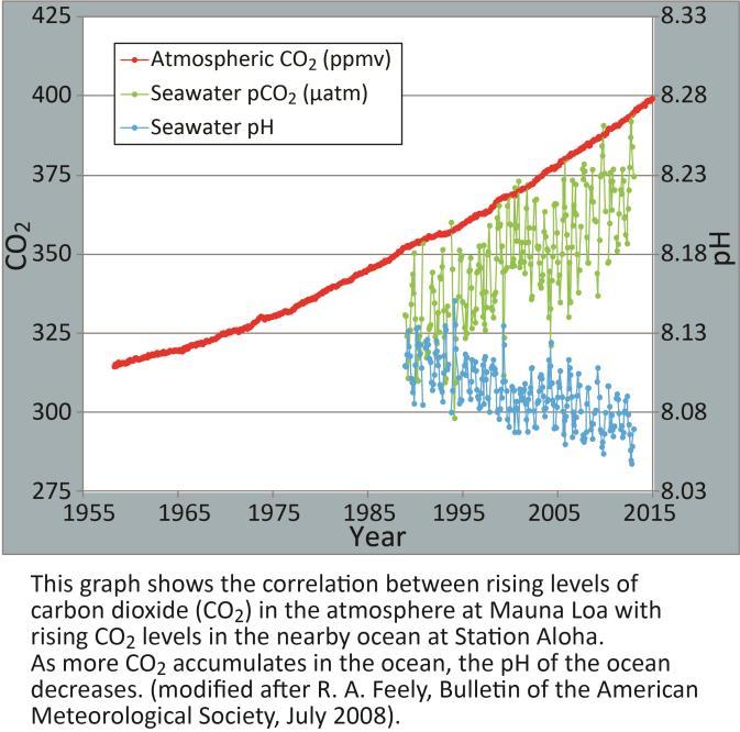 Perturbations to Ocean-Atmosphere CO 2 Equilibrium With enough time, the oceans could take up most of the CO 2 released from fossil fuel burning With increased uptake of atmospheric CO 2 ocean ph