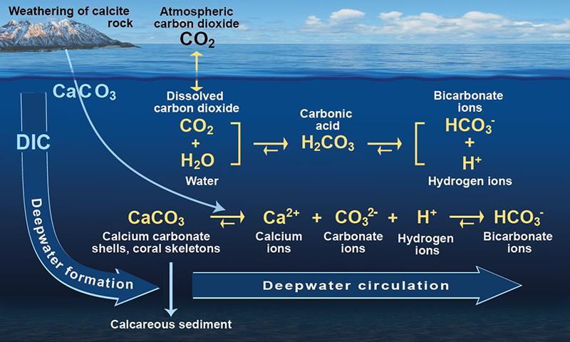 Figure 1. The carbon solubility pump. Credit: NOC/V.Byfield. The carbon solubility pump Cold, high-latitude water can hold more carbon dioxide than warmer water.
