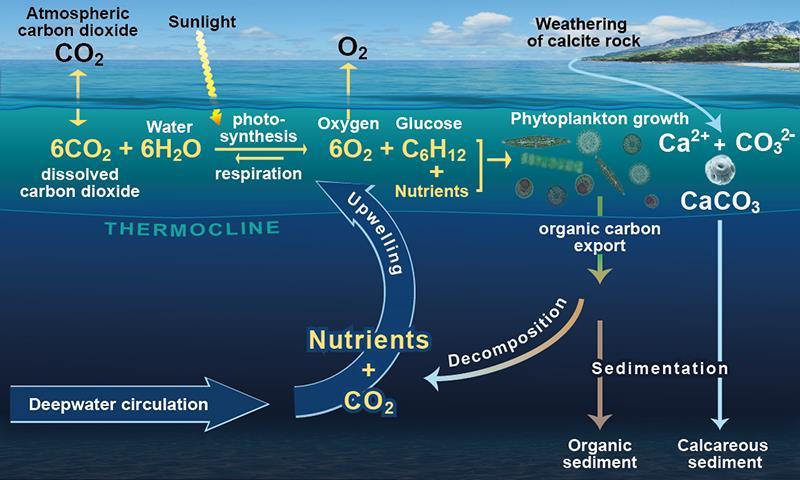 Figure 2. The biological carbon pump. Credit: NOC/V.Byfield.