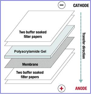 Western Blot The gel is placed into a sandwich clamp used for western blotting: Sponge Filter paper Gel Nitrocellulose