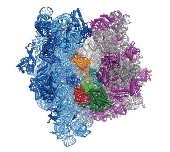 16S rrna One of the three structural RNAs that compose the prokaryotic ribosome (together with 5S and 23S, and