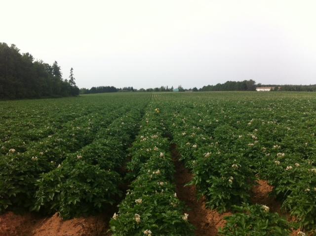 GSP ProGerminator Figure 1. Prospect potatoes at full row closure from GSP and ProGerminator based fertilizer systems - July 22 nd 2014 at Site A.