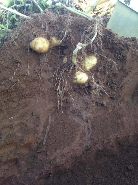 Figure 2: Prospect potato root systems from GSP (left) and Pro-Germinator (right) fertility systems from a window root box - 2014 PEI Liquid Fertilizer Trials.