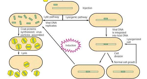 Lysogeny of bacteriophage Integrate into host