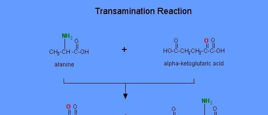 The transamination reaction