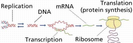 CENTRAL DOGMA Crick's central dogma: Information flow is from DNA to RNA