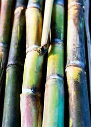 Ethanol from Sugar Cane The Industry in Brazil
