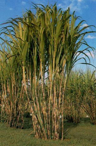 Sugar Cane Sugar Cane is the prime ethanol feedstok in Brazil Semi-perennial plant: lasts for about 5 crop seasons with high yields and has many benefits over