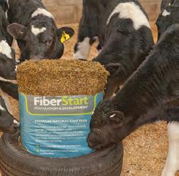 Lollipopping: the easy way to get calves started Lollipopping is a method to ensure calves will readily take to FiberStart and get the full benefit of early development by maximising uptake.