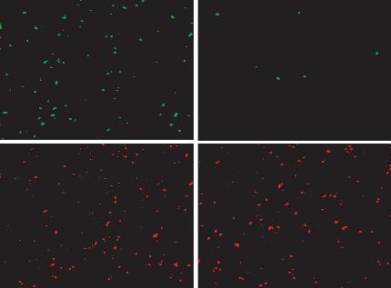 RNAi - (control) RNAi + JRed Fig. 2. Fluorescence of mammalian cells transfected with p2fp-rnai vector with or without sirna directed against (second day of cell growth).