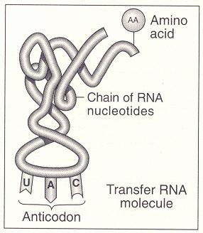 What are the different kinds of RNA? mrna- Messenger RNA Function: The single stranded RNA copy that carries the (DNA code) out to the cell. rrna- Ribosomal RNA Function: The RNA that makes.