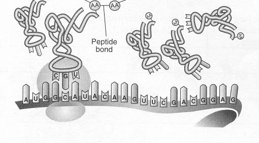 Use the following terms to label the diagram: anti-codon, ribosome, mrna strand, amino acid, trna DNA to RNA to PROTEIN RECAP: 1. DNA separates 2. Free RNA pair with the DNA strand to make mrna. 3.