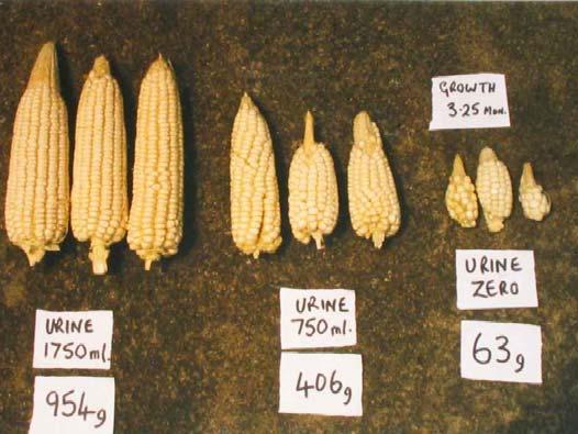Figure 2.37: Total cob yield from maize planted in three 10l basins. On the left the maize was fed 1 750ml urine per plant over a 3,5 month period, resulting in a crop of 954g.