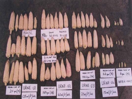 38: A single photograph shows the effect of different amounts of urine applied to maize plants over a 3-month period.