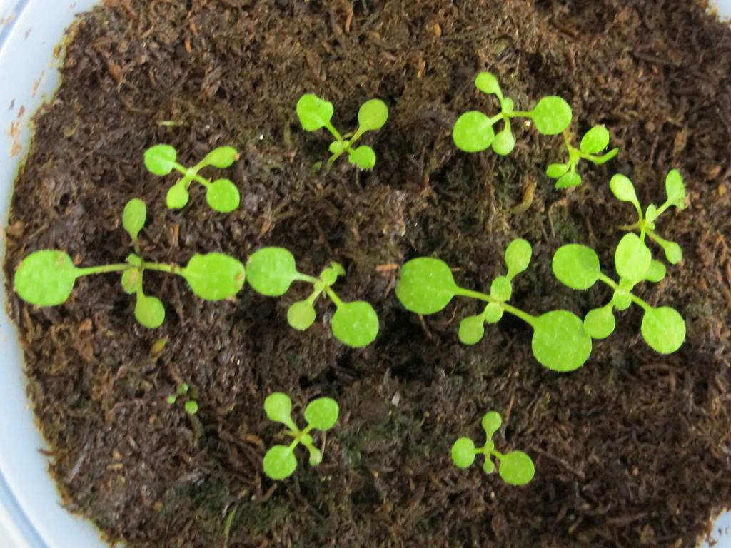 What traits of Arabidopsis are different between these two populations? Doug now wanted to figure out the mechanism causing the patterns he observed.