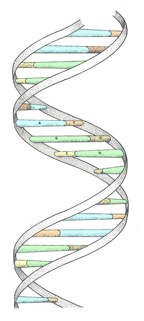 THE DOUBLE HELIX bases sugarphosphate chain Remember DNA is