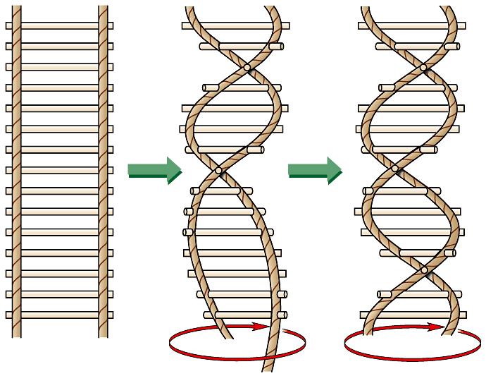 The structure of DNA consists of two