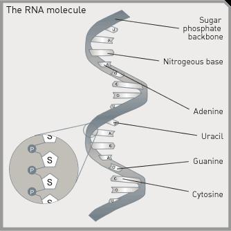 are: Adenine, Thymine, Guanine, Cytosine Double strand of nucleotides RNA