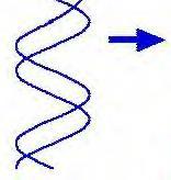 Transcription Translation DNA RNA Protein Directions to make proteins are safely