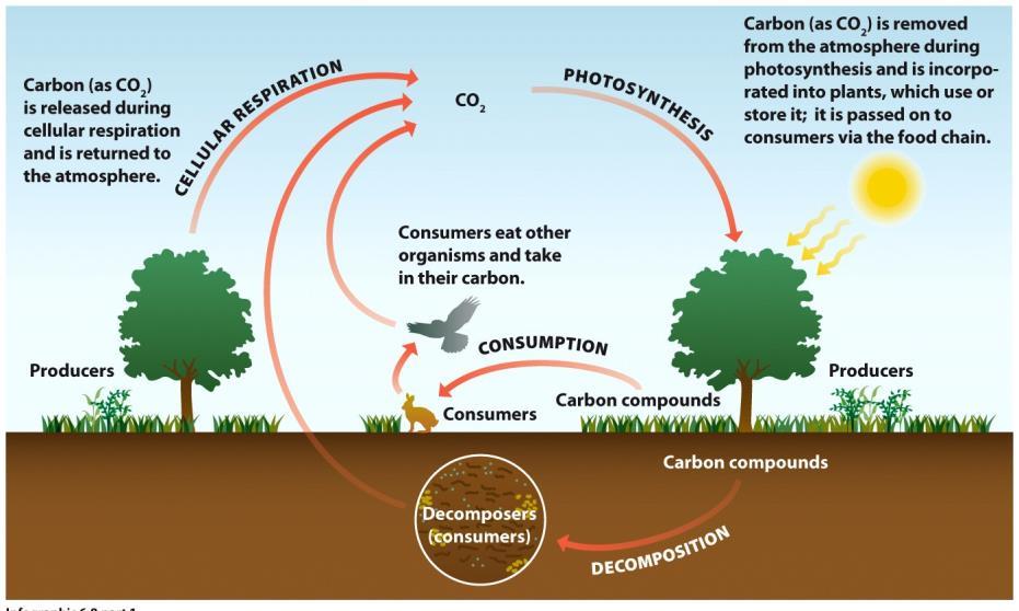 POSTLAB QUESTIONS : (Note: these questions may be worked on during the data collection time in lab) 8. Examine the image above (The Carbon Cycle).