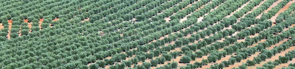 Excessive water use Strategies for risk reduction and sustainability: the magnitude of the irrigated area must be limited according to the basin rate of recharge accurate calculation of olive water