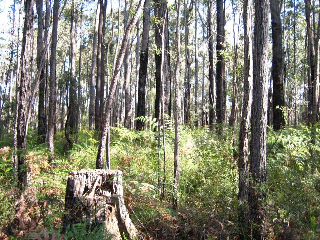 Mixed eucalypt forest in southern Australia