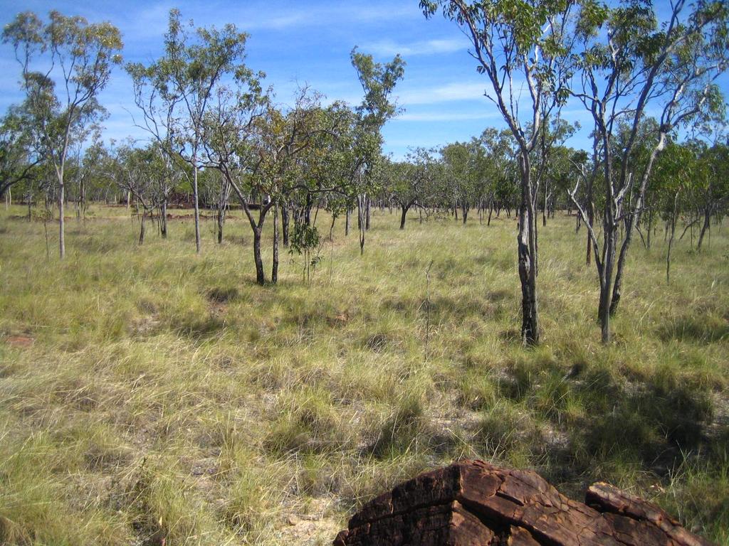 Savanna woodland in northern Australia