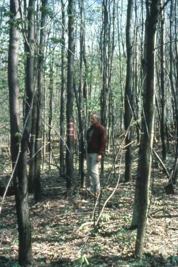 Improving Existing Natural Areas Woods health