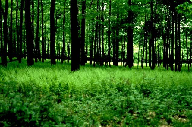 Management Techniques Implement basic forestry concepts