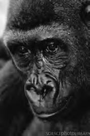 2 Section A Answer all the questions. 1 The western lowland gorilla, Gorilla gorilla, has become an endangered species although it has no known enemies, except humans.