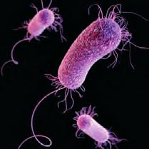 Pseudomonas aeruginosa Staphylococcus aureus Most of the existing research to assess the effectiveness of biocides and disinfectants has been carried out on new surfaces.