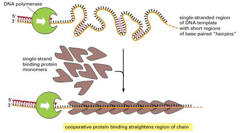 The bidirectional synthesis of leading and lagging strands from a single origin of